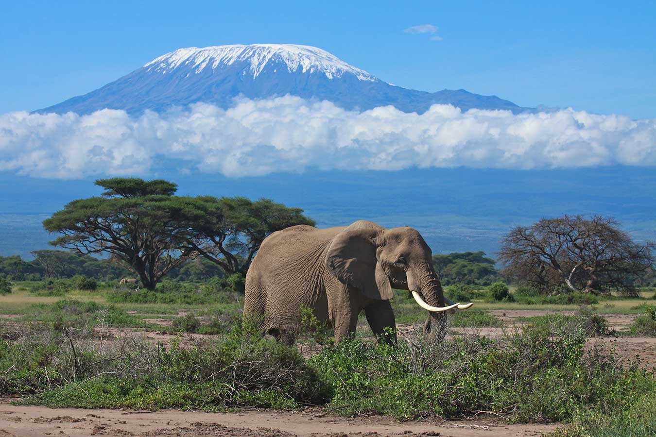 59511372381c595d1a5fa2c4 Safari Kilimanjaro