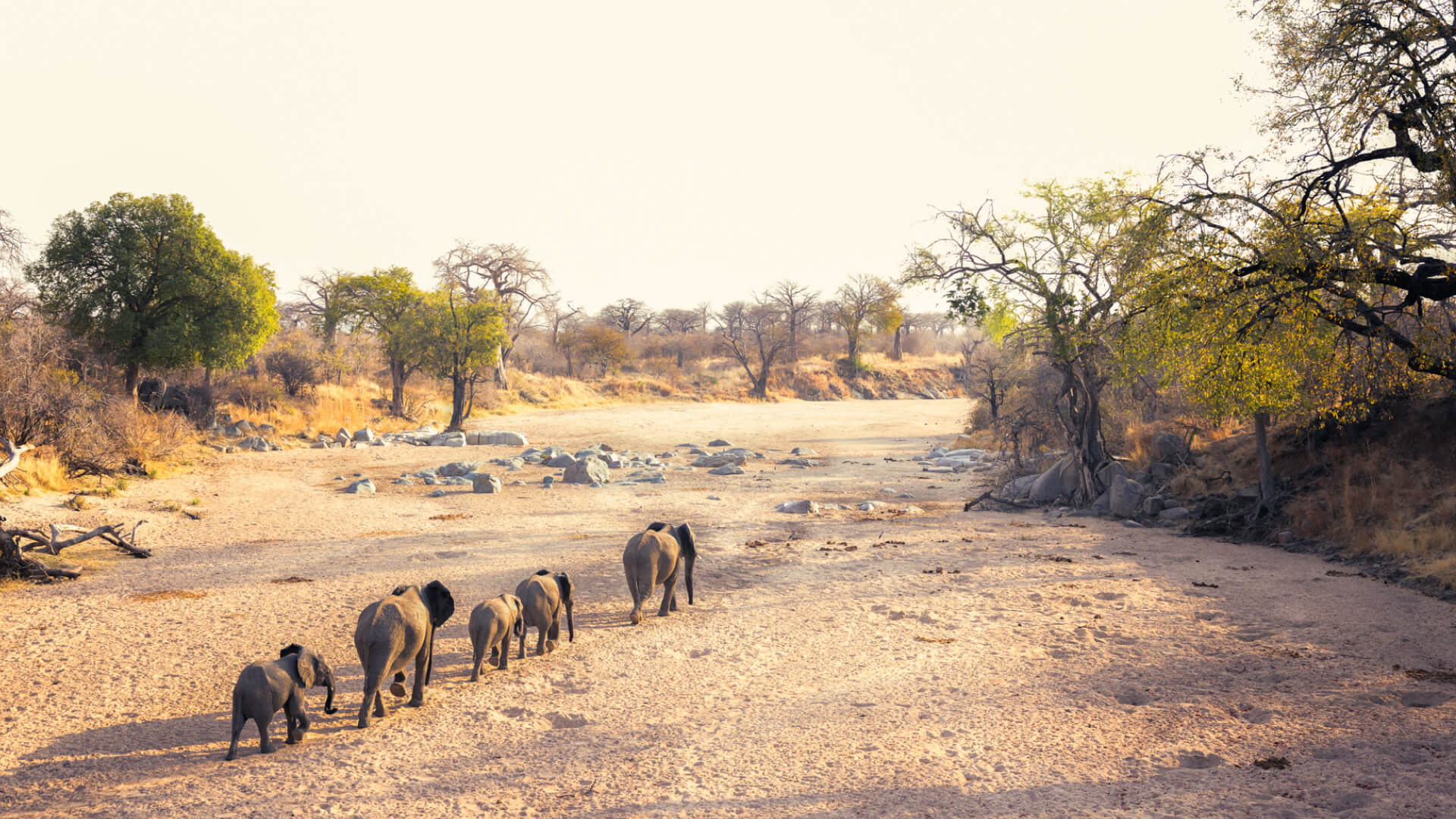 A-family-of-elephants-walk-along-a-dry-riverbed-Ruaha-Tanzania