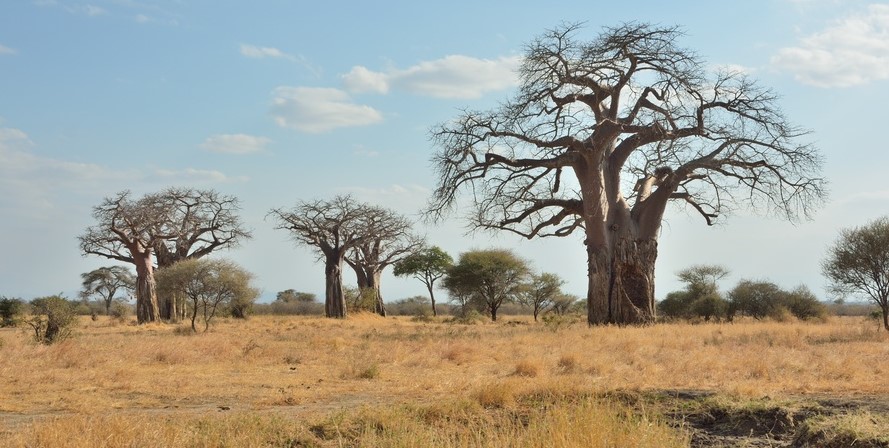 The-Unique-Baobab-Trees-in-Tarangire-National-Park