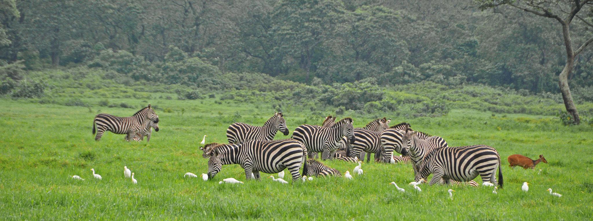 arusha-national-park-zebras