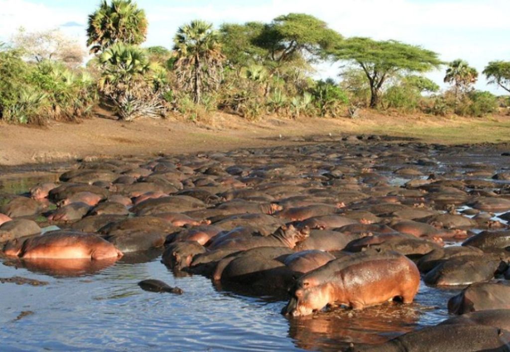 katavi-Hippo-pool