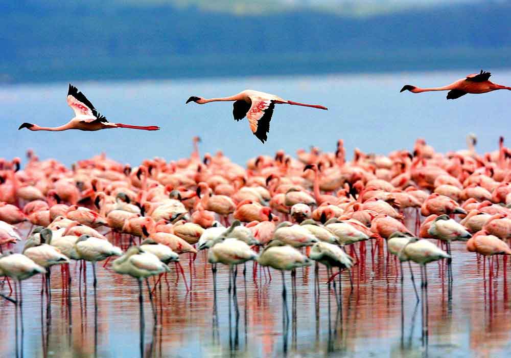 lake-manyara-birds