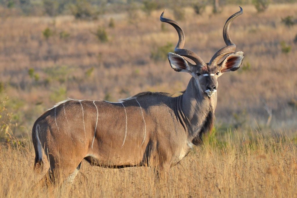ruaha-national-park-1024x682