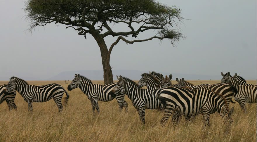 serengeti_national_park